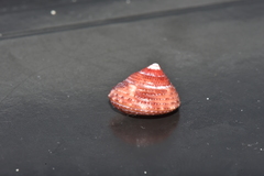 Clanculus margaritarius