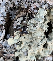 Flavoparmelia caperata