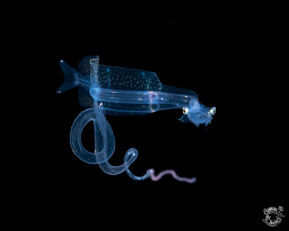 Sidebranch Dragonfish