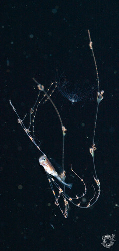 Scalloped ribbonfish (Zu cristatus) — Trachipteridae — 2