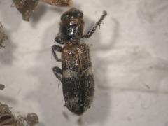 Enoclerus nigrifrons