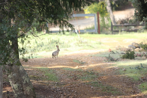 Black-tailed Jackrabbit observed by blackwarbler
