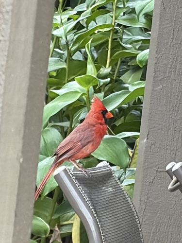 Northern Cardinal observed by lila95181