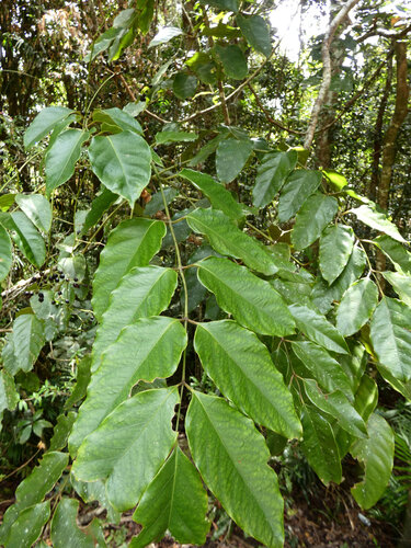 Ivory basswood (Polyscias australiana)