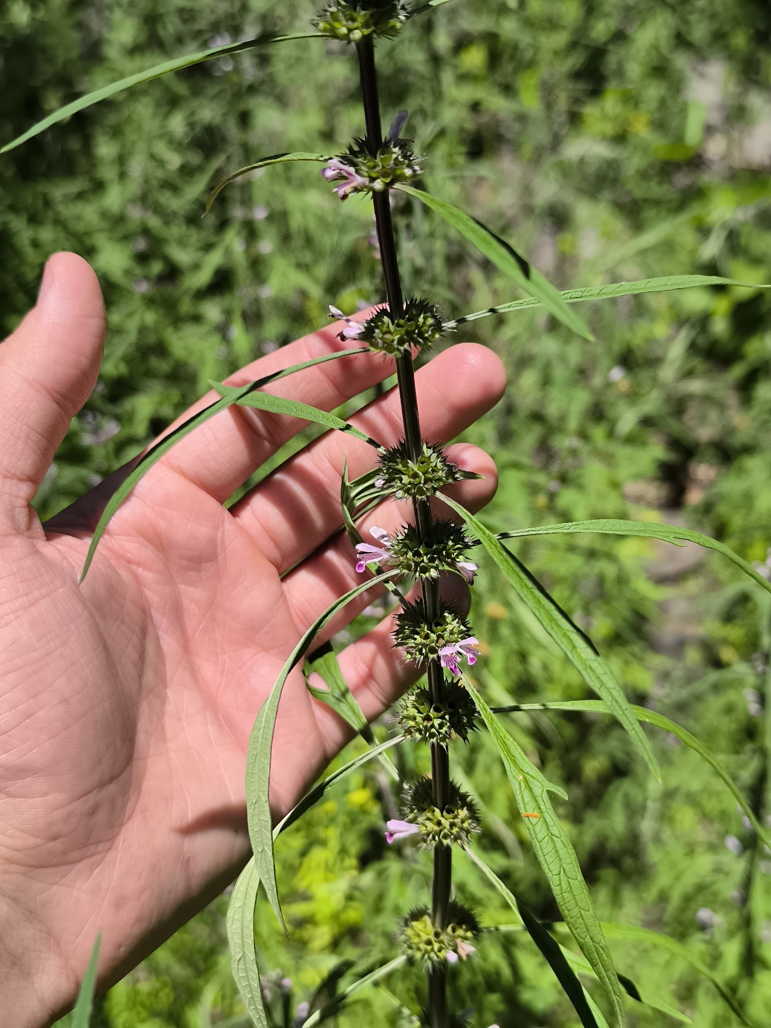 Chinese Motherwort (Leonurus japonicus)