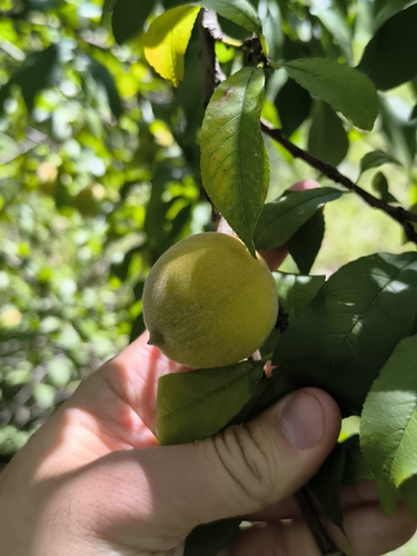 Peach