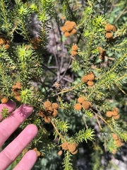 Baccharis aliena, photograph (c) Nico Yak, some rights reserved (CC BY)