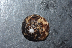 Clanculus margaritarius