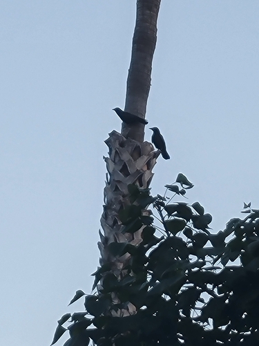 American Crow observed by hamburberhelpr