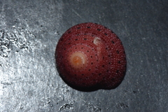 Clanculus puniceus