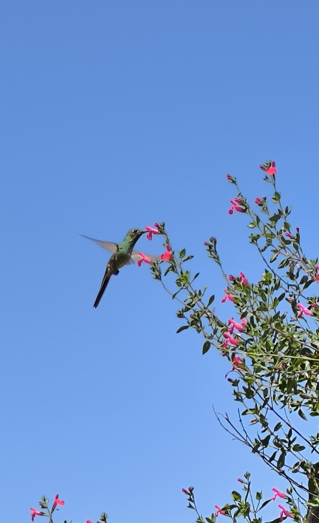 Red-tailed Comet (Sappho sparganurus), photo 2