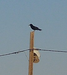 Corvus ruficollis