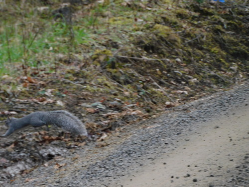 Western Gray Squirrel observed by pondgators