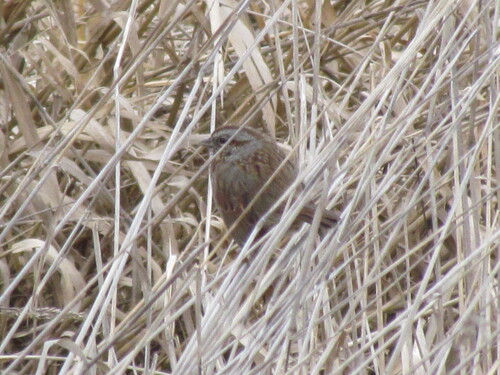 Song Sparrow