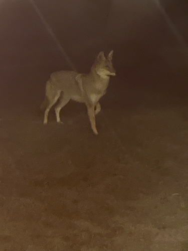 Coyote observed by crmsn_vlnst