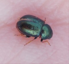 Colaphellus palaestinus