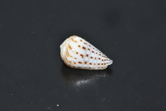 Conus parvatus