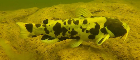 Brown bullhead (Ameiurus nebulosus) — Ictaluridae