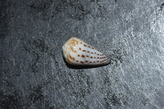 Conus parvatus