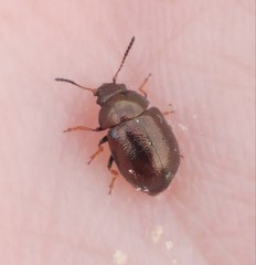 Colaphellus palaestinus