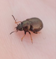 Colaphellus palaestinus