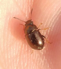 Colaphellus palaestinus