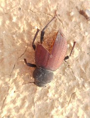 Trachyderma hispida