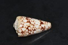 Conus bandanus