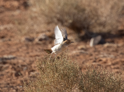 Red-rumped Wheatear (Oenanthe moesta), photo 10