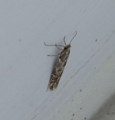 Phyllonorycter apparella