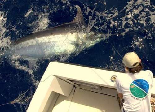 Indo-Pacific blue marlin (Makaira mazara) — Istiophoridae — 5