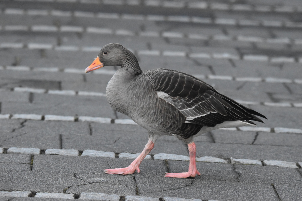 Western Graylag Goose
