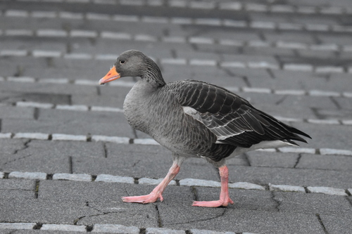 Western Graylag Goose