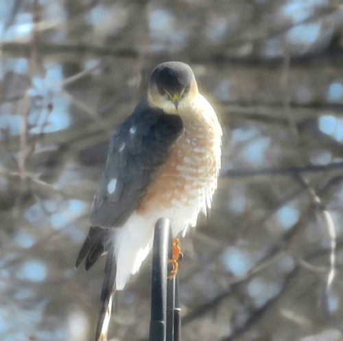 Sharp-shinned Hawk observed by jaysgirl18