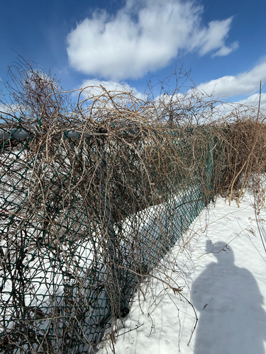 thicket creeper (Parthenocissus inserta)