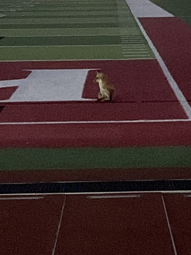 Vulpes vulpes observed by farland_