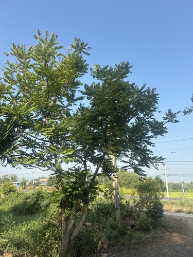 Tahitian gooseberry tree