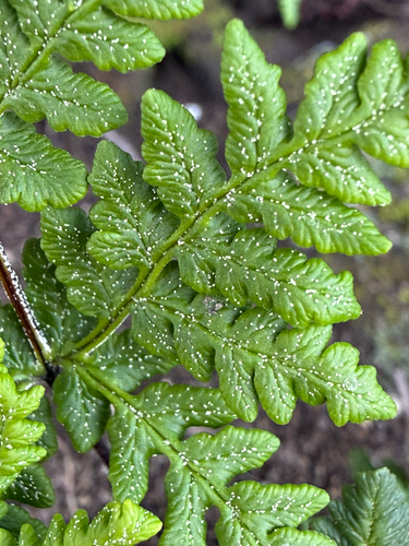 Rebman's Silverback Fern (Pentagramma rebmanii)