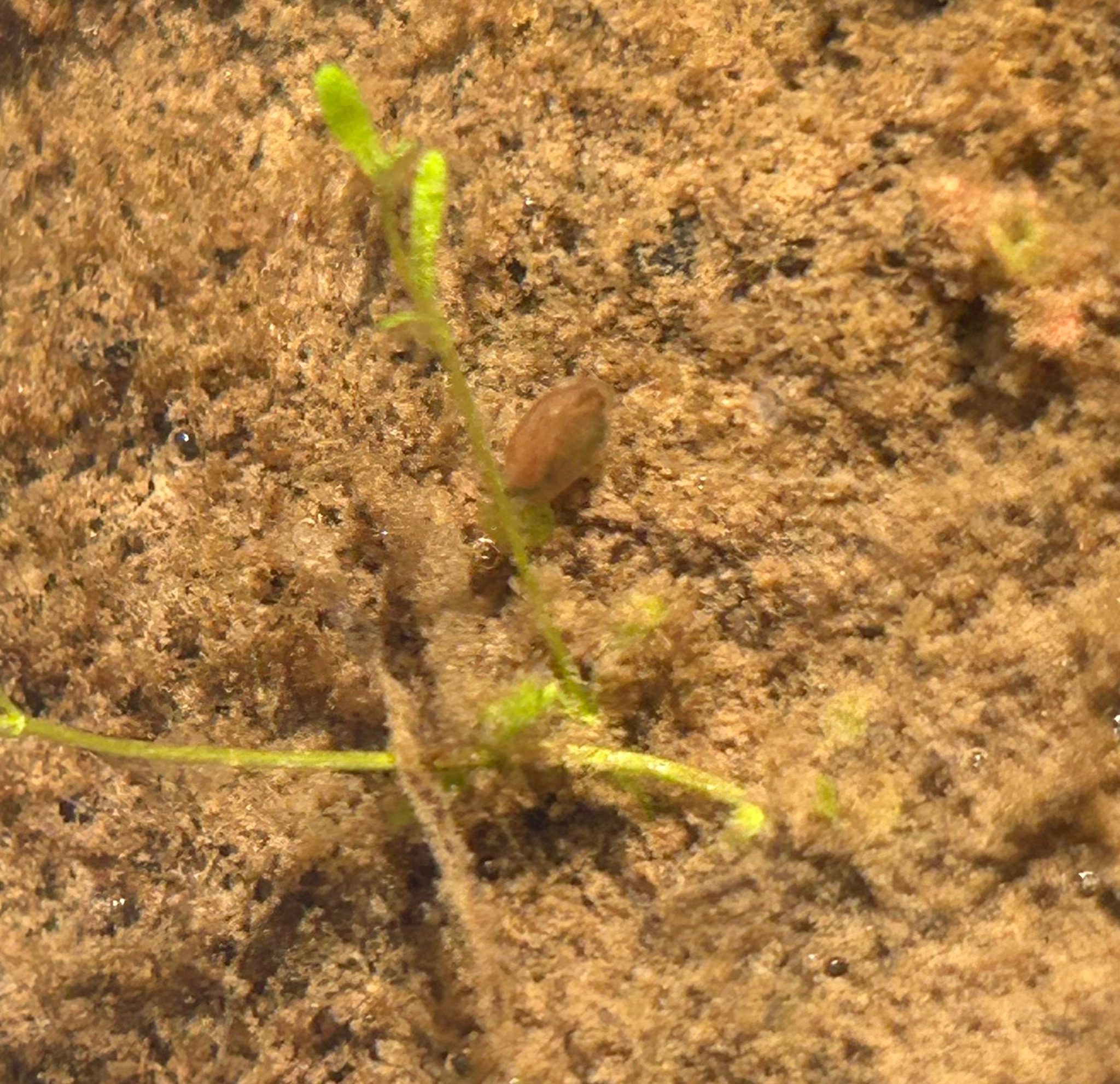 Cyzicus californicus (Packard, 1874)