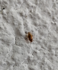 Tropidosteptes chapingoensis