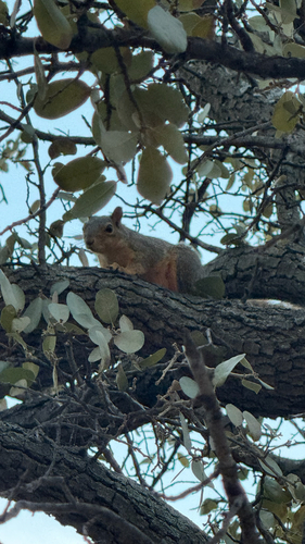 Eastern Fox Squirrel observed by anneliese_jaramillo