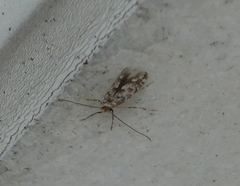 Phyllonorycter apparella