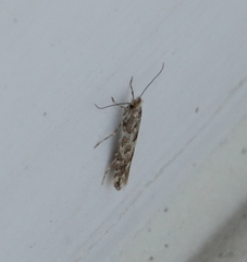 Phyllonorycter apparella