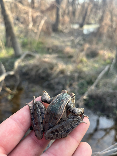 Southern Leopard Frog observed by benburkett131