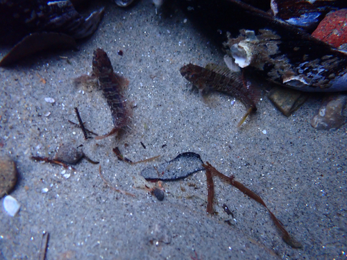 Mussel blenny (Hypsoblennius jenkinsi) — Blenniidae