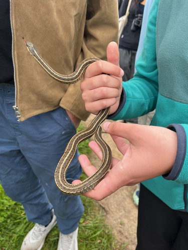 Western Terrestrial Garter Snake observed by august2323