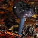 Entoloma decolorans - Photo (c) Donna Pomeroy, some rights reserved (CC BY-NC), uploaded by Donna Pomeroy
