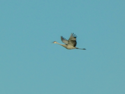 Sandhill Crane observed by sofiv