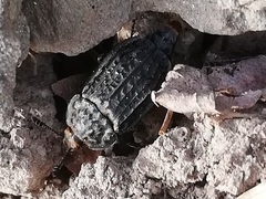 Thanatophilus rugosus