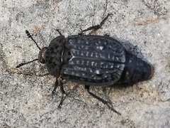 Thanatophilus rugosus